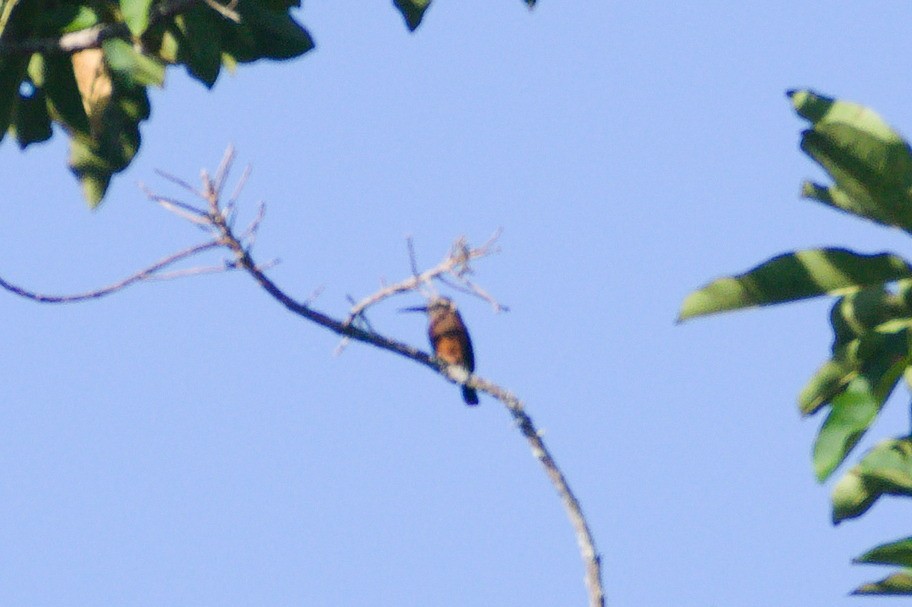 Brown Jacamar - ML620458418