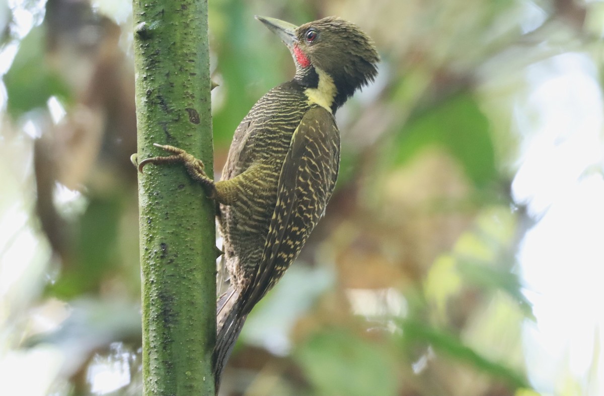 Buff-necked Woodpecker - ML620458419