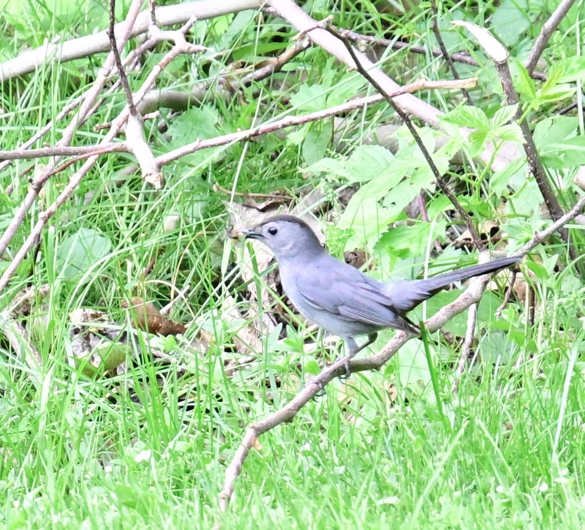 Gray Catbird - ML620458425