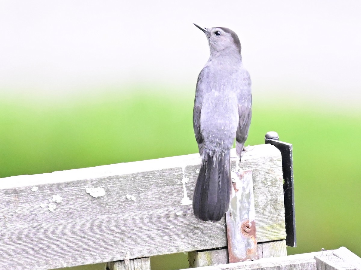 Gray Catbird - ML620458427