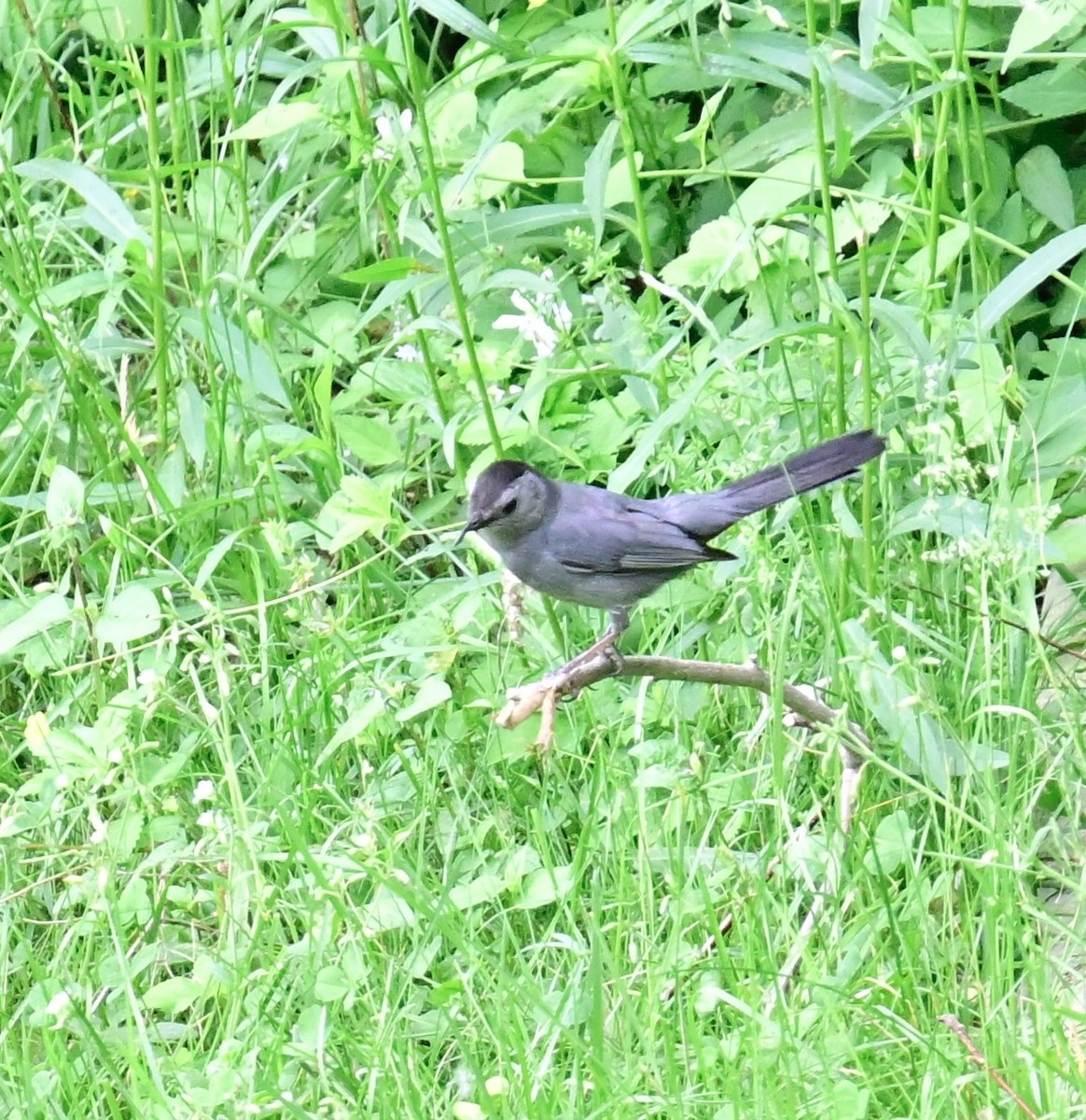 Gray Catbird - ML620458428