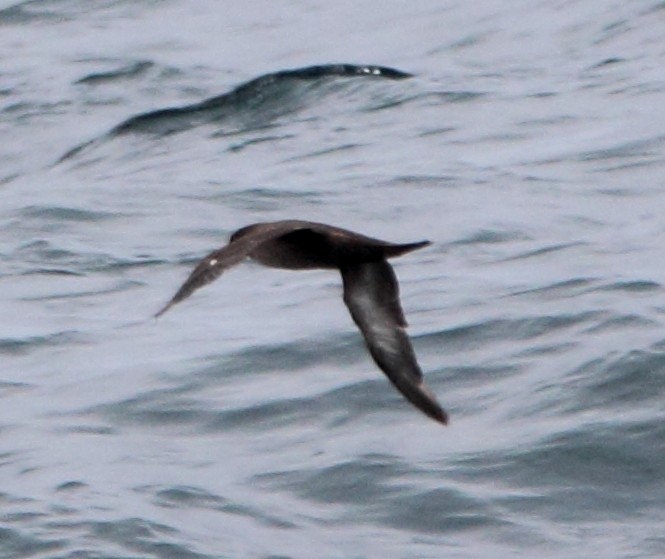 Sooty Shearwater - ML620458429