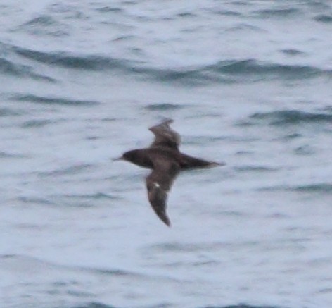 Sooty Shearwater - ML620458431