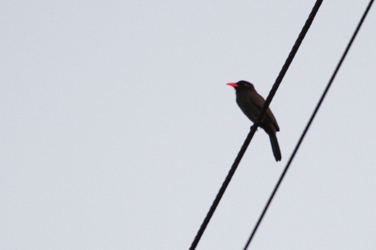 Black-fronted Nunbird - ML620458454