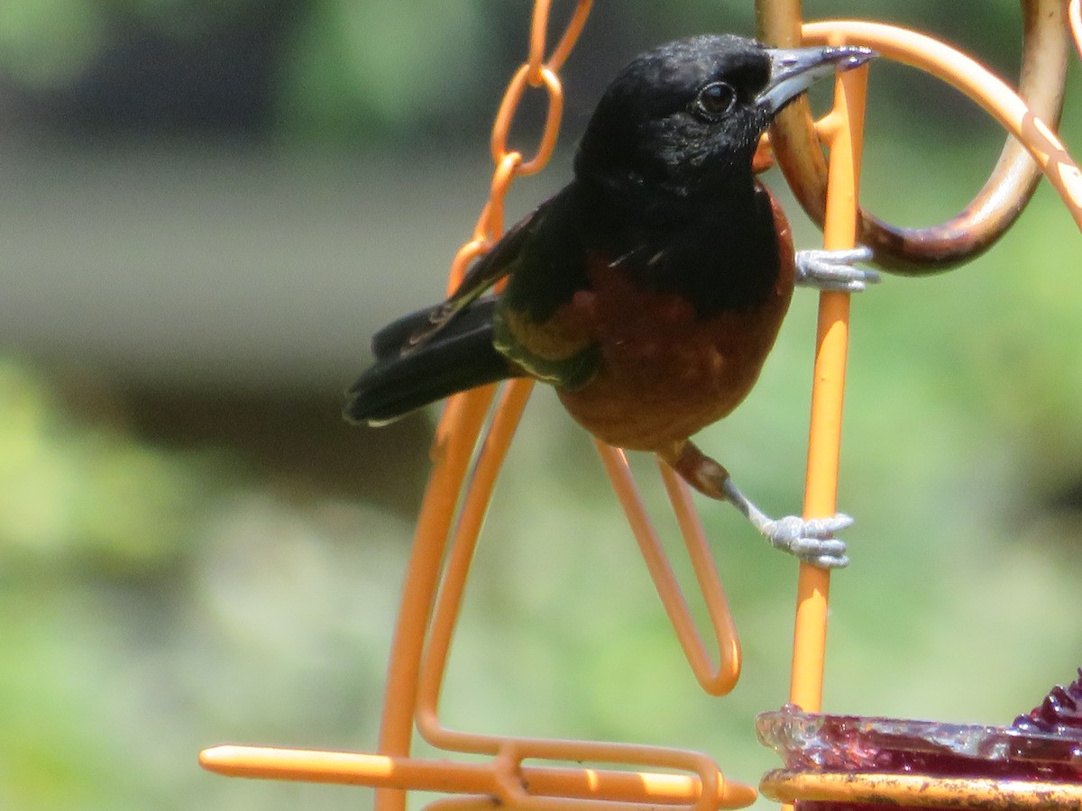 Orchard Oriole - ML620458455