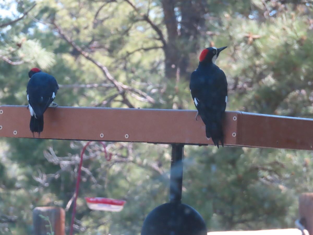 Acorn Woodpecker - ML620458456