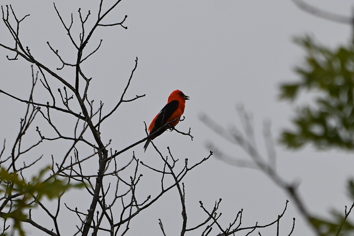 Scarlet Tanager - ML620458464