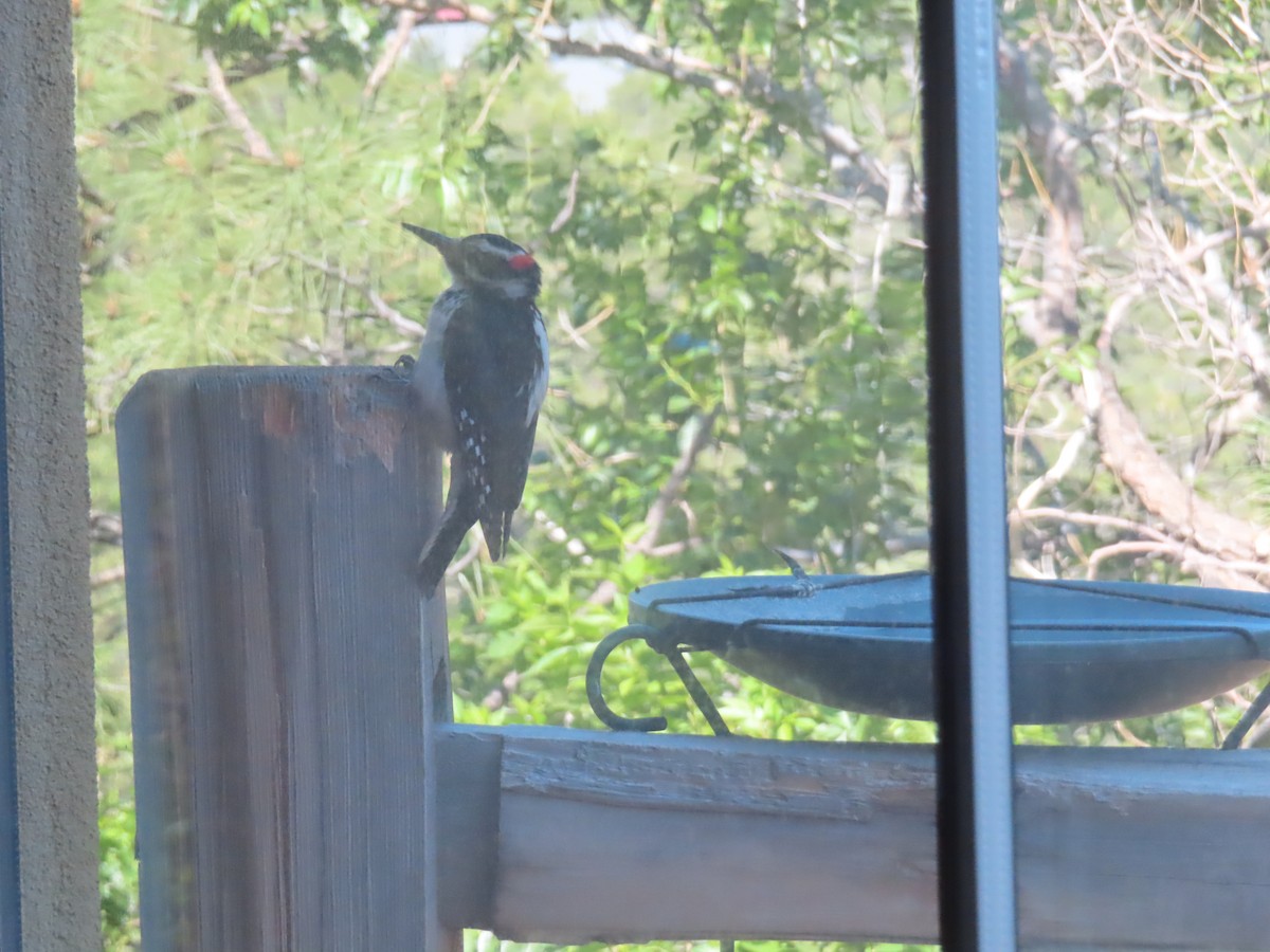 Hairy Woodpecker - ML620458468