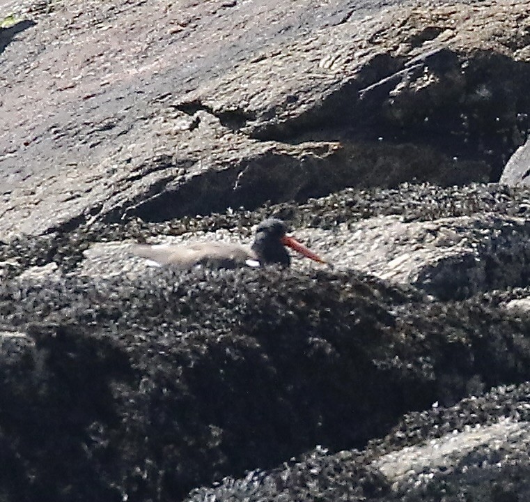 American Oystercatcher - ML620458471