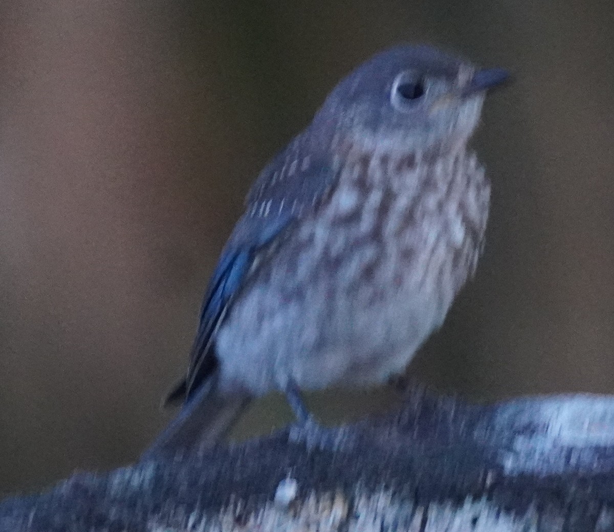 Eastern Bluebird - ML620458472