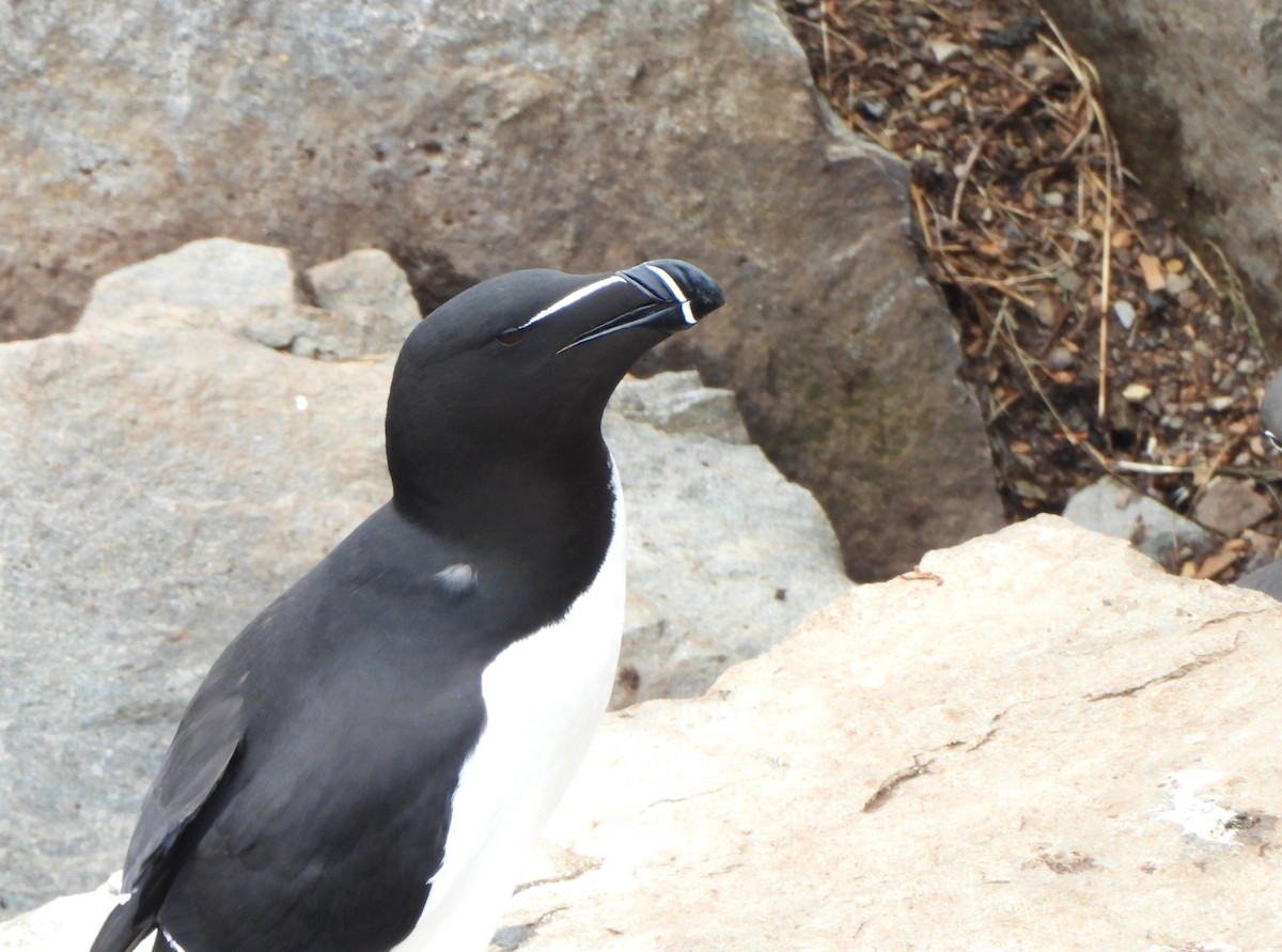 Razorbill - ML620458475