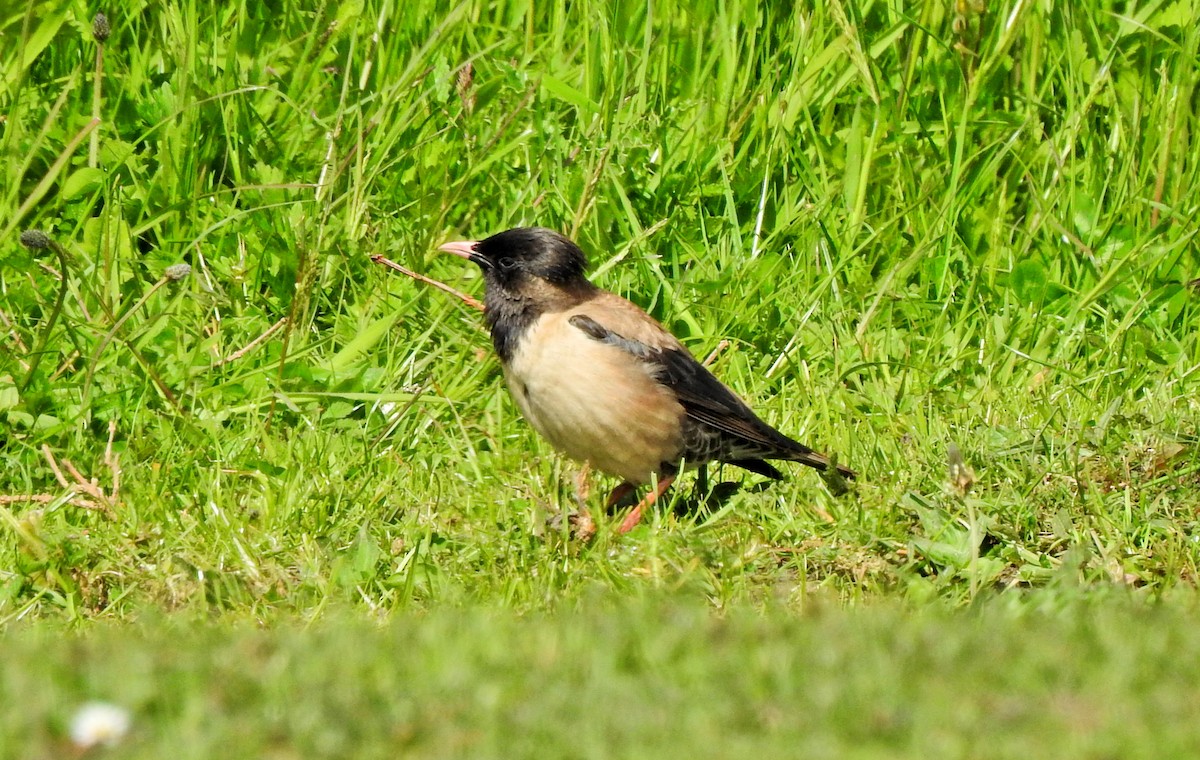 Rosy Starling - ML620458481