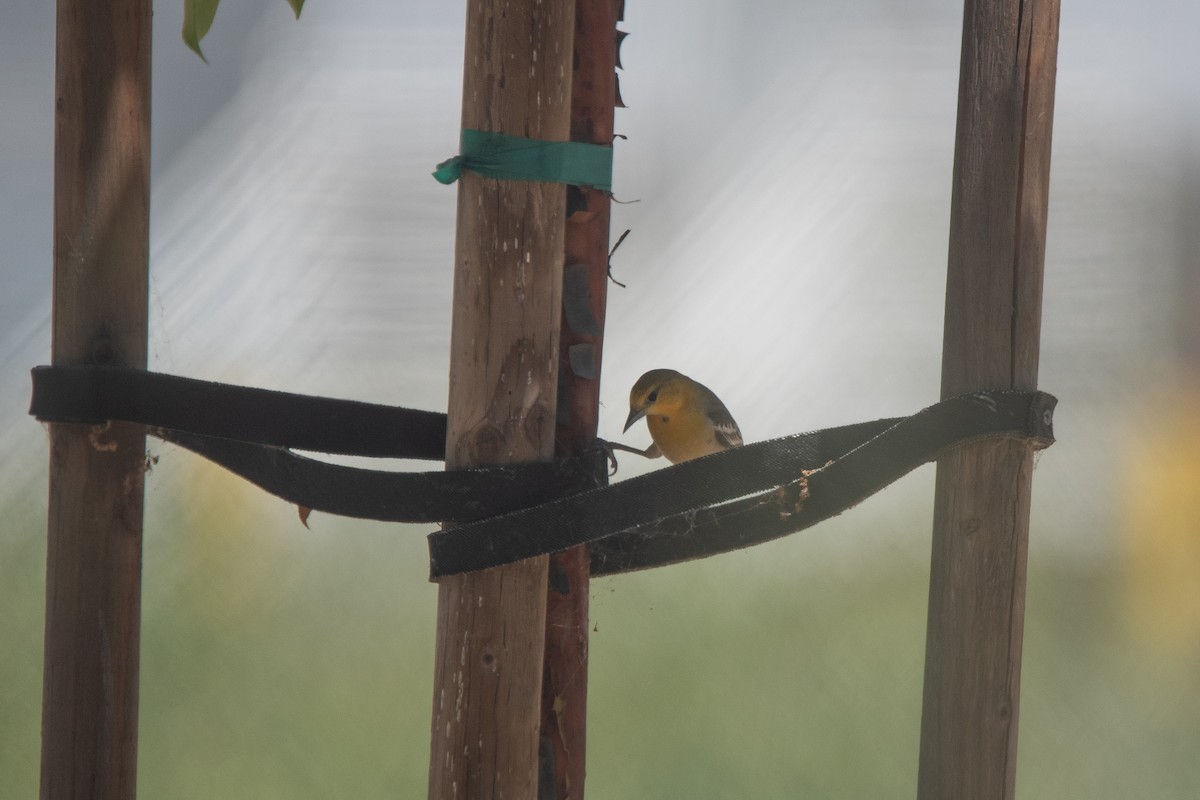 Bullock's Oriole - ML620458482