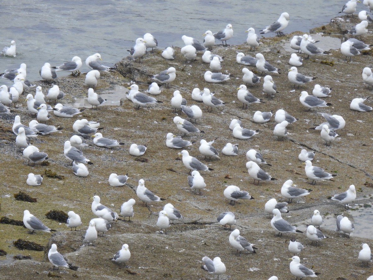 Black-legged Kittiwake (tridactyla) - ML620458490