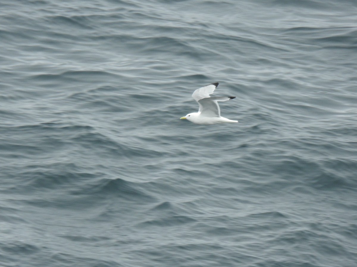 Black-legged Kittiwake (tridactyla) - ML620458491