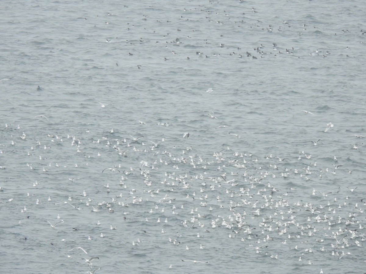 Black-legged Kittiwake (tridactyla) - ML620458492