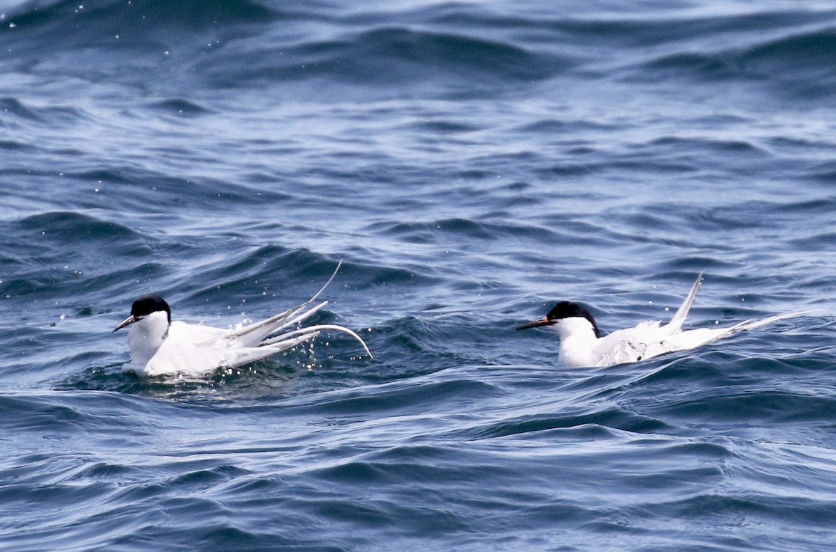 Roseate Tern - Eddy Edwards