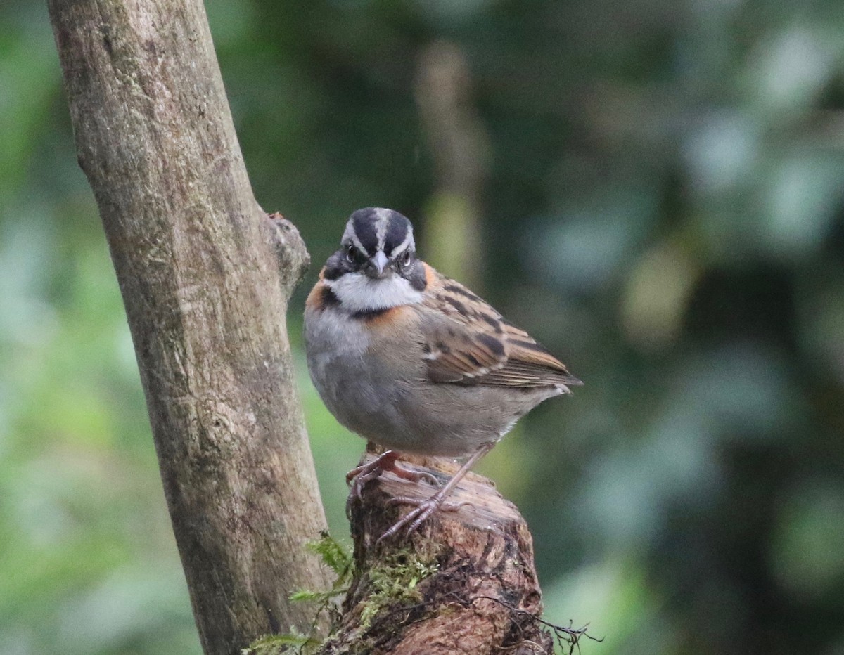 Rufous-collared Sparrow (Rufous-collared) - ML620458520