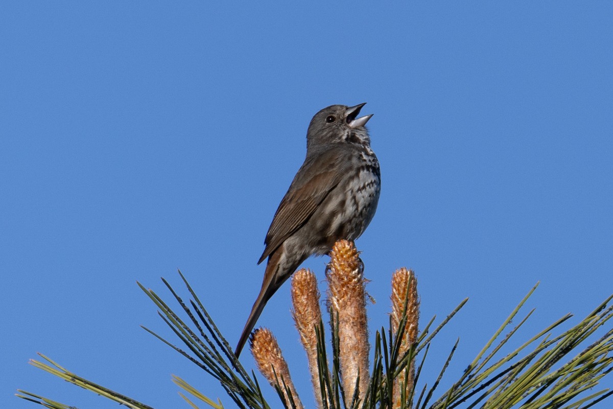 Fox Sparrow - ML620458533