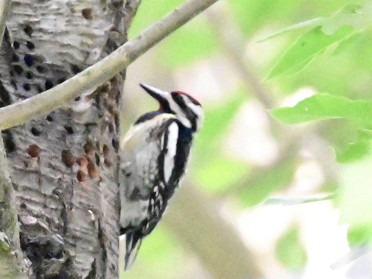 Yellow-bellied Sapsucker - Vivian Fung