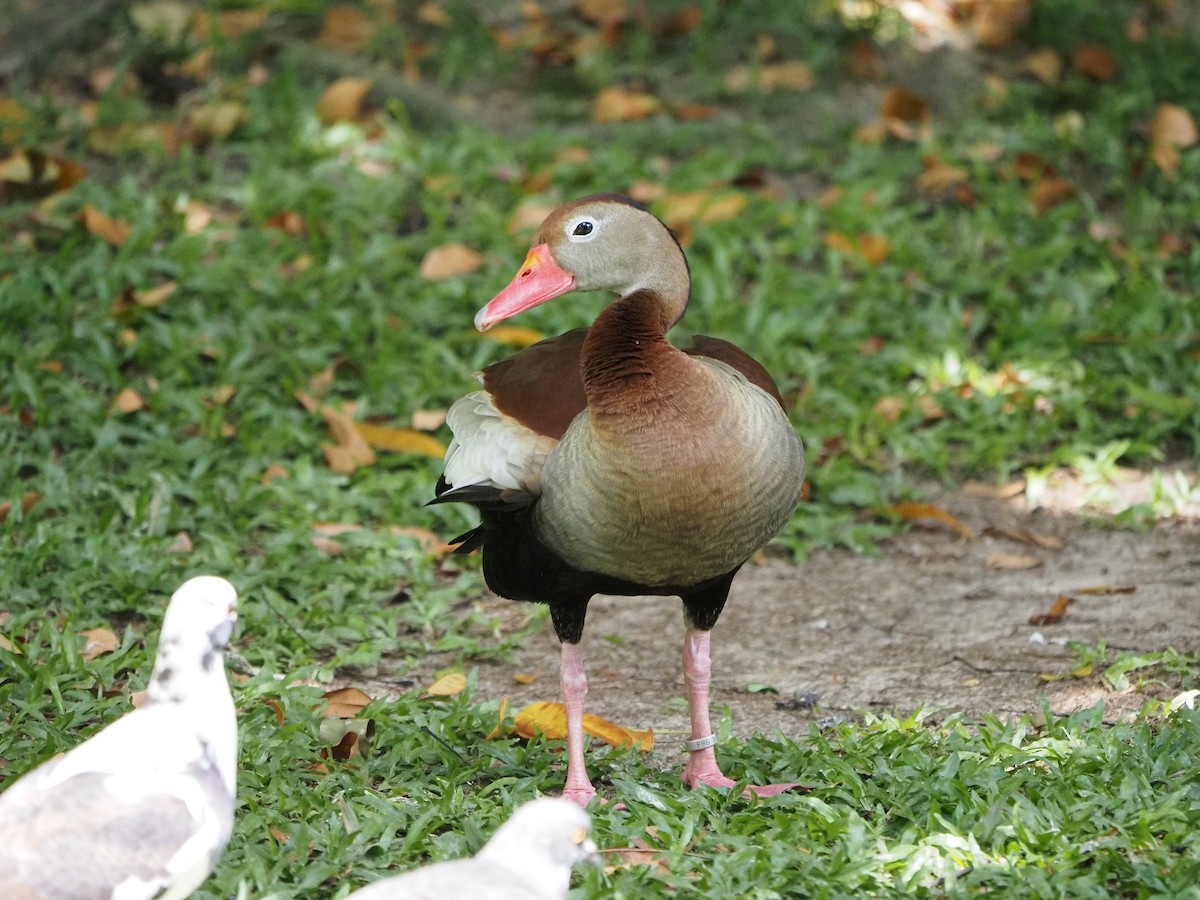 Black-bellied Whistling-Duck - ML620458555