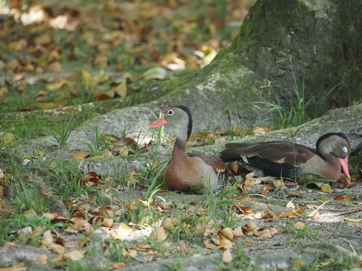 Black-bellied Whistling-Duck - ML620458557