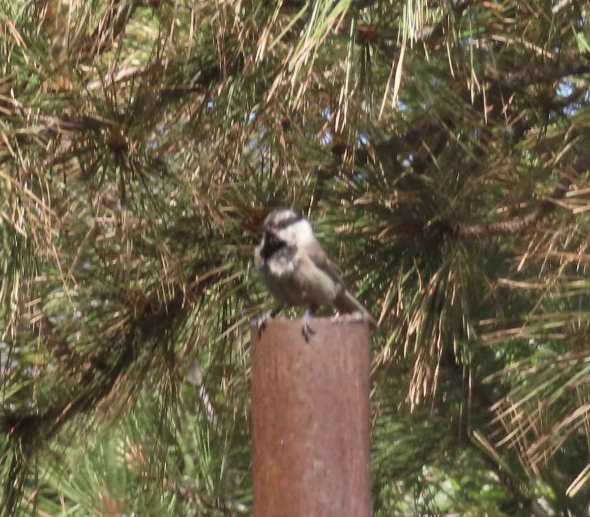 Mountain Chickadee - ML620458559