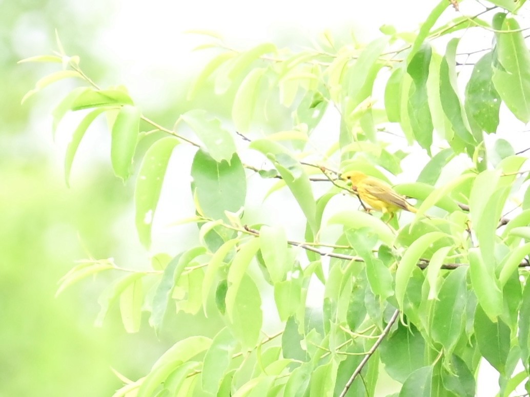Yellow Warbler - Vivian Fung