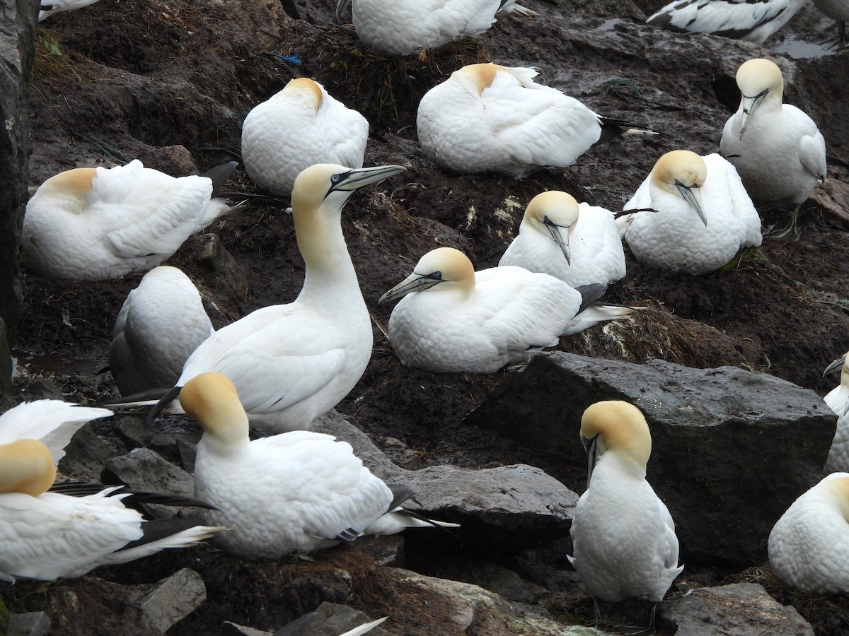 Northern Gannet - ML620458568