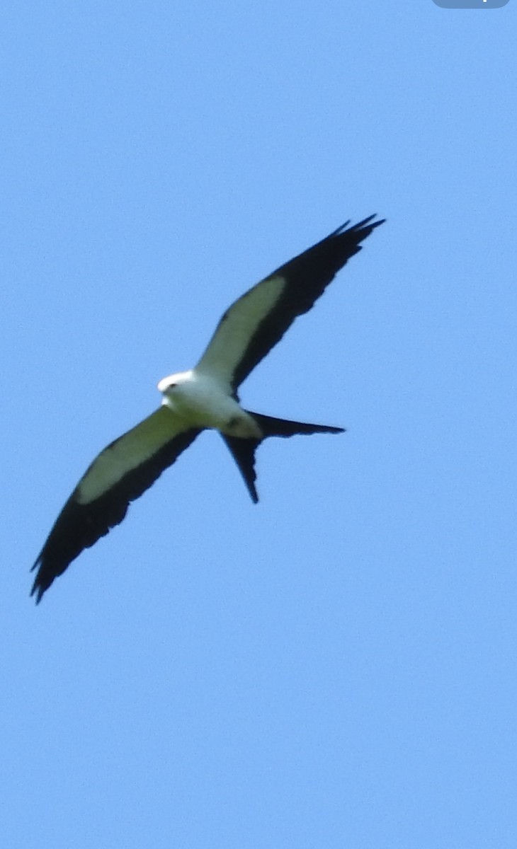 Swallow-tailed Kite - ML620458570