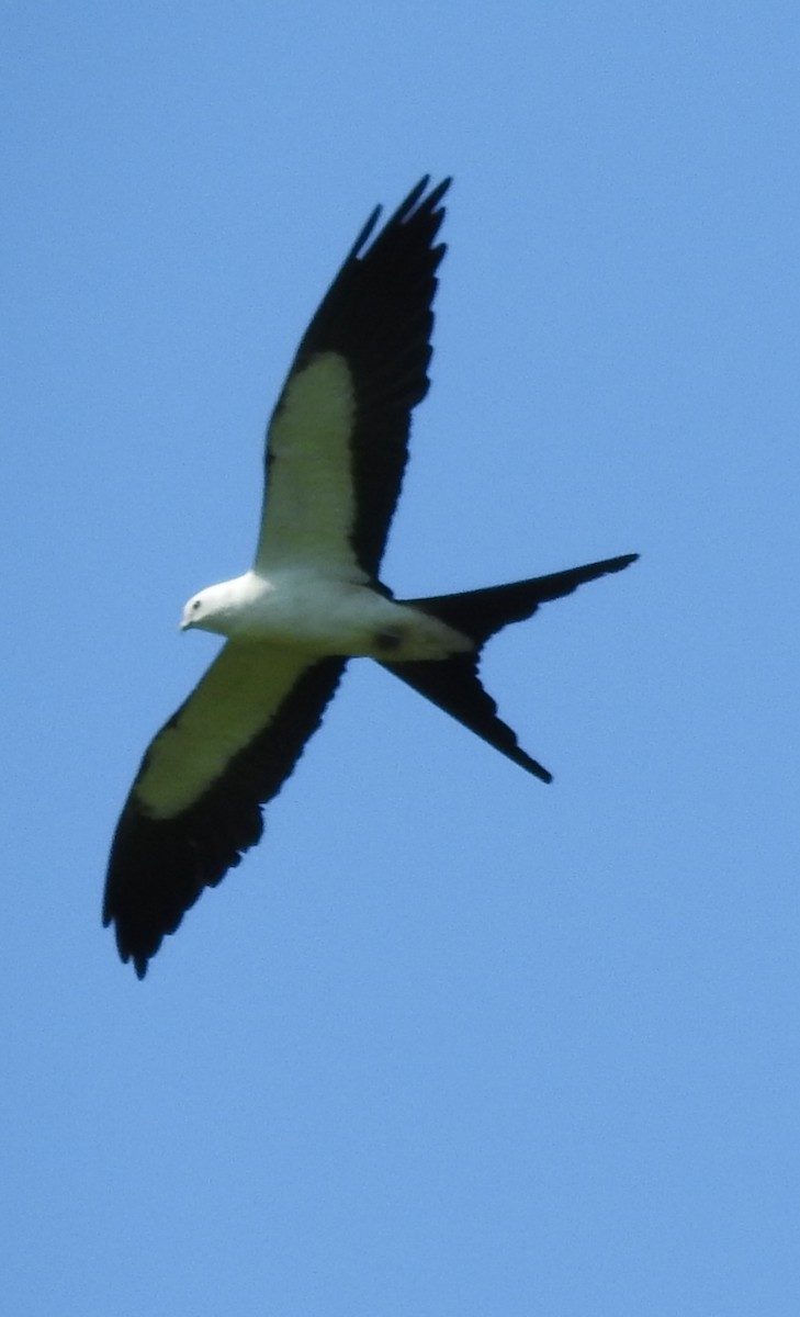 Swallow-tailed Kite - ML620458571