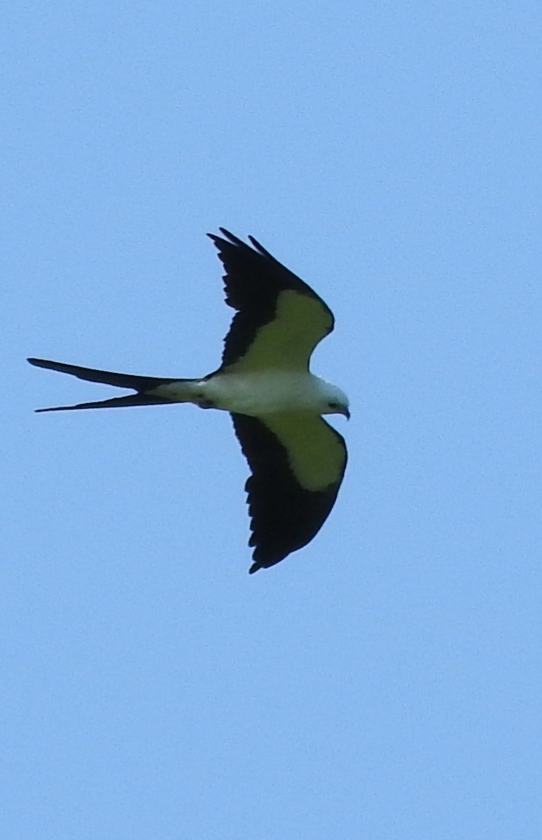 Swallow-tailed Kite - ML620458572