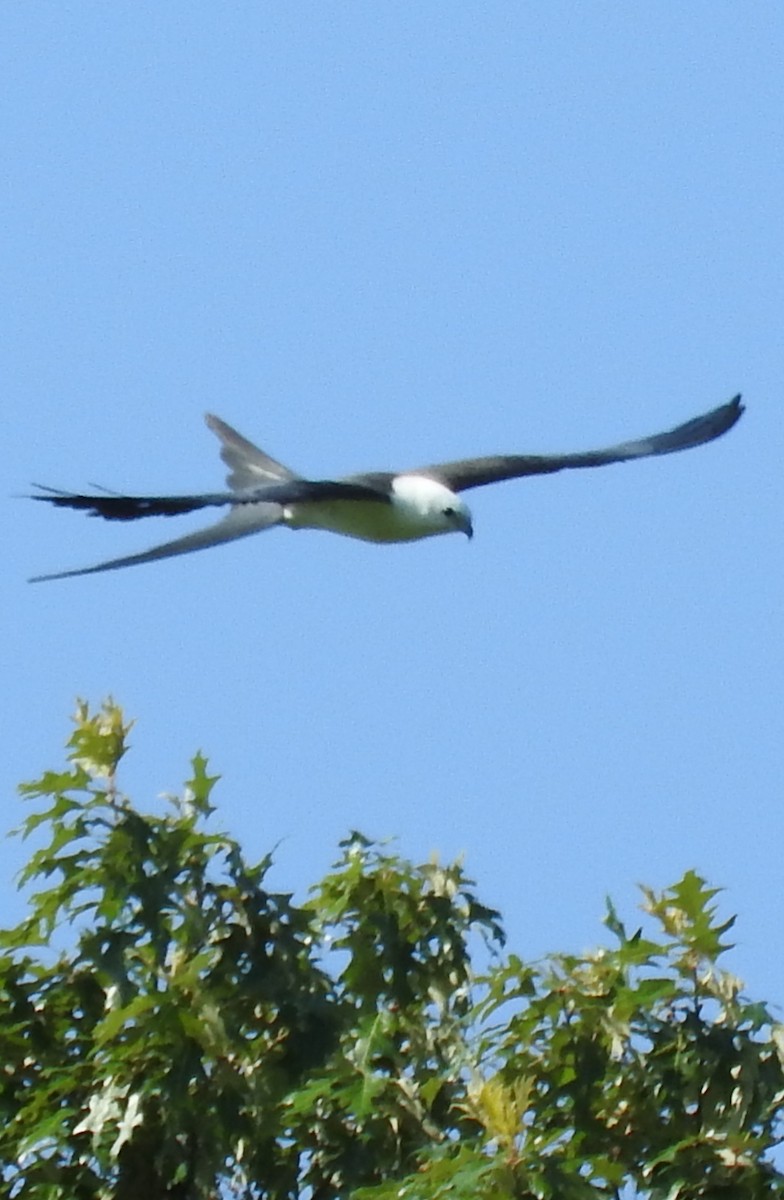 Swallow-tailed Kite - ML620458573