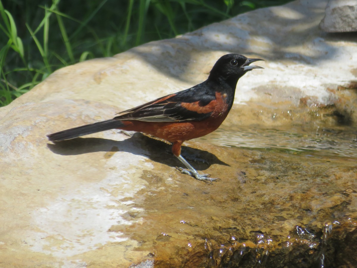 Orchard Oriole - ML620458577