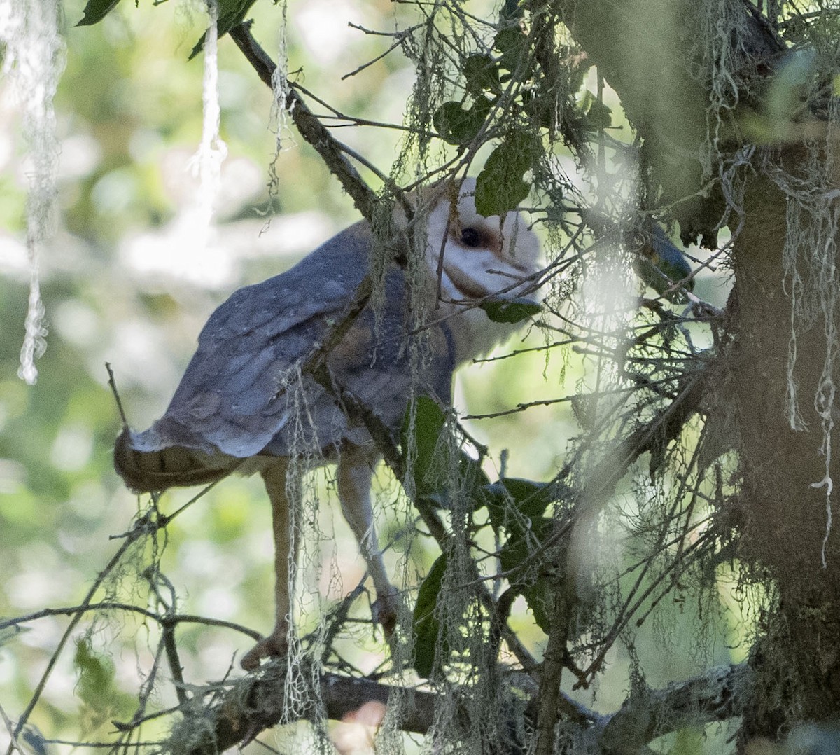 Barn Owl - ML620458578