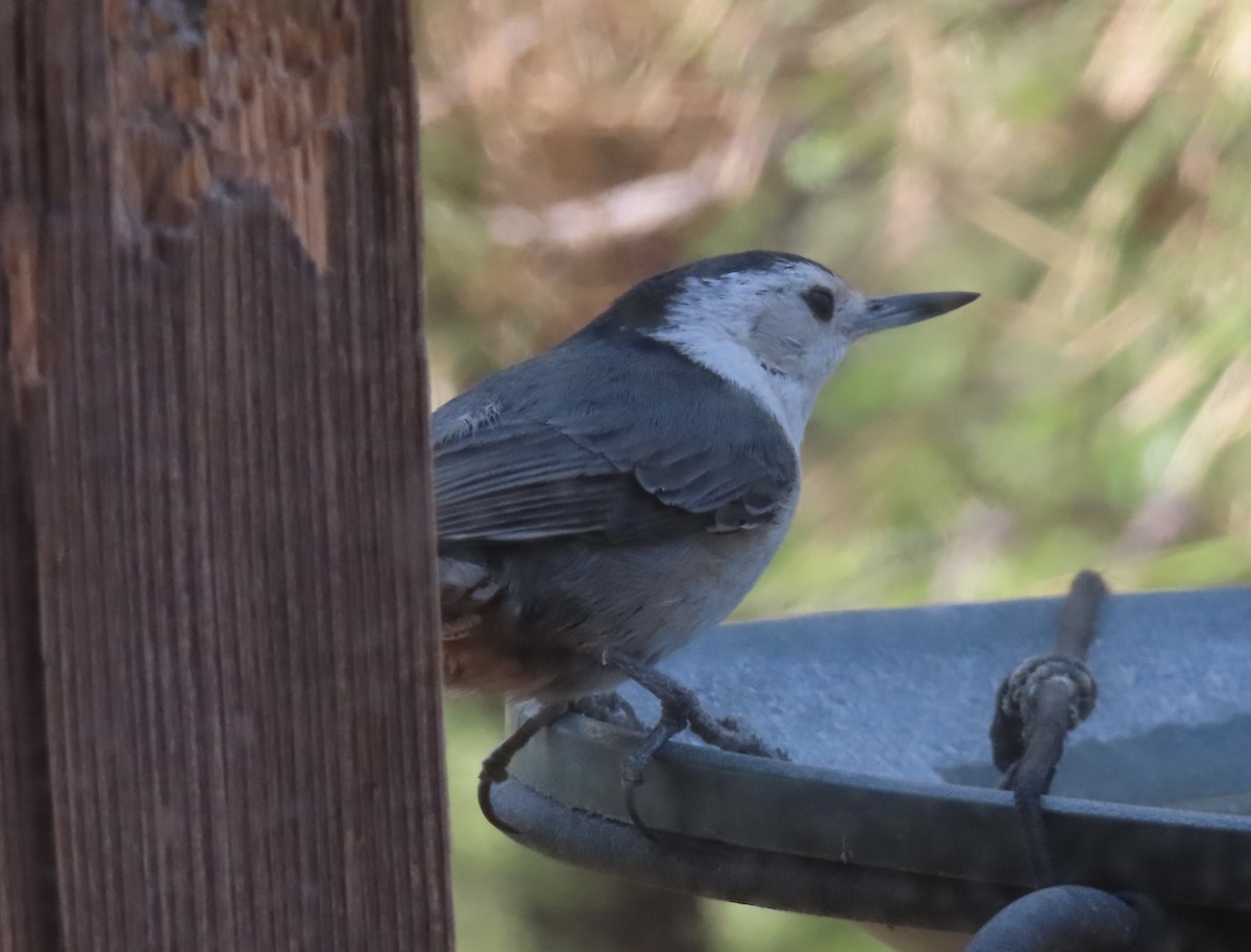 White-breasted Nuthatch - ML620458581