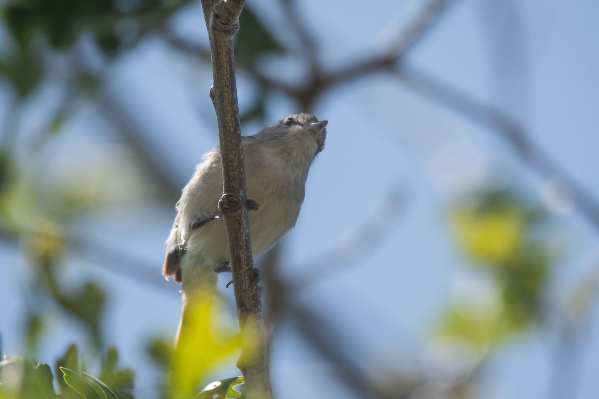 Vireo de Bell (pusillus) - ML620458583