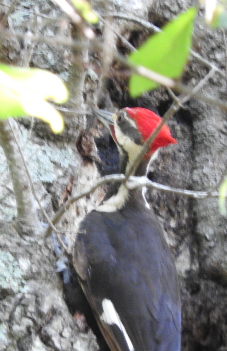 Pileated Woodpecker - ML620458588