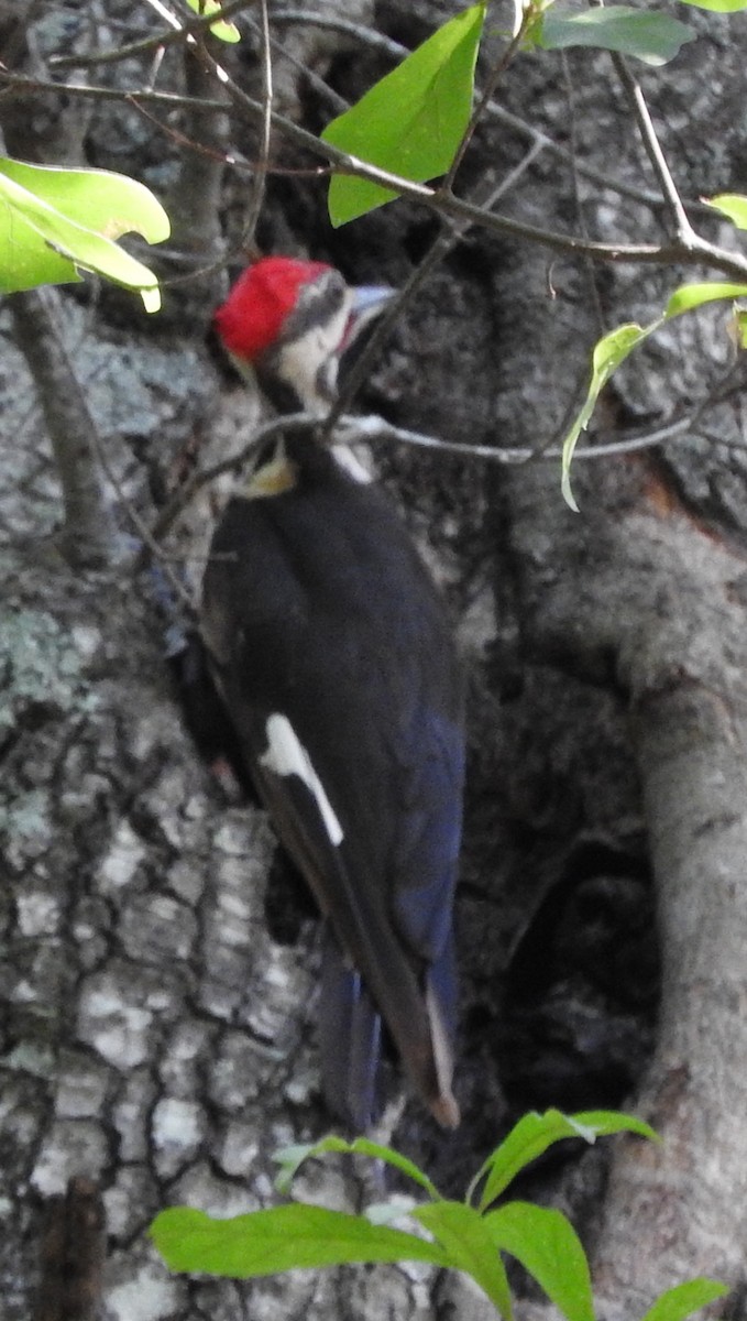 Pileated Woodpecker - ML620458589