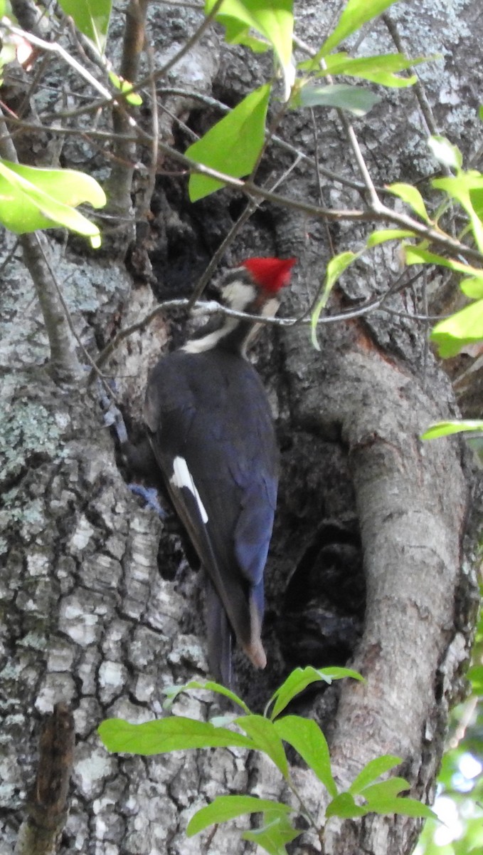 Pileated Woodpecker - ML620458590