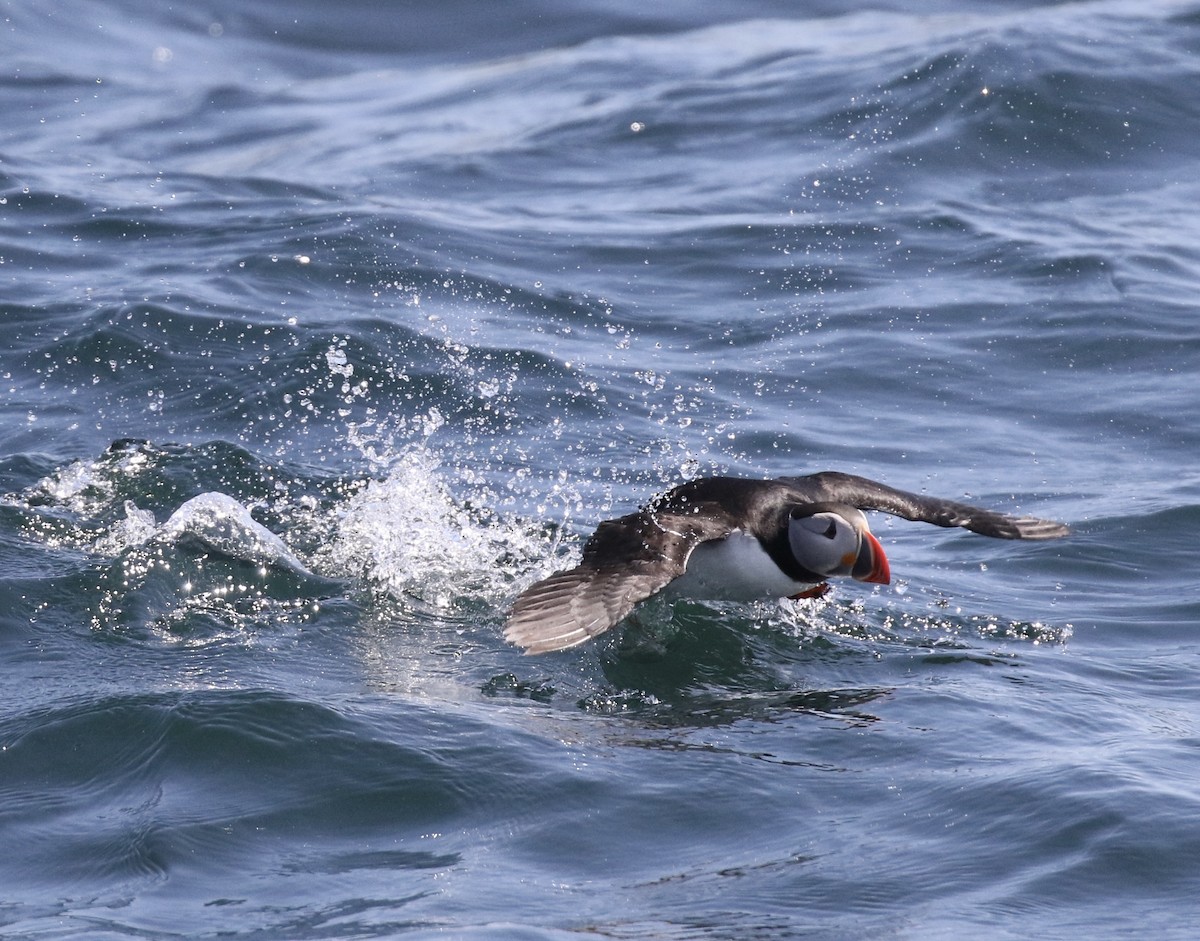 Atlantic Puffin - Eddy Edwards