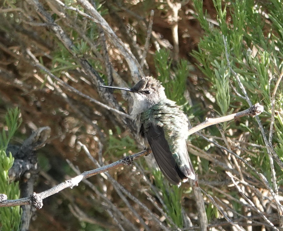 Black-chinned Hummingbird - ML620458604