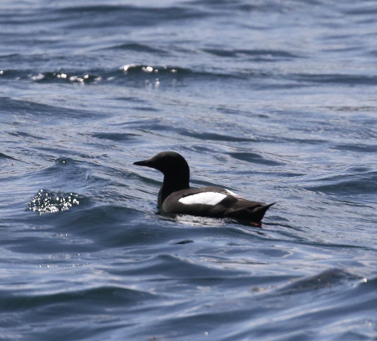 Black Guillemot - ML620458609