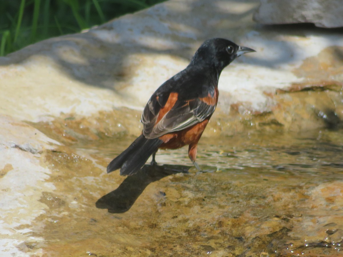 Orchard Oriole - ML620458610