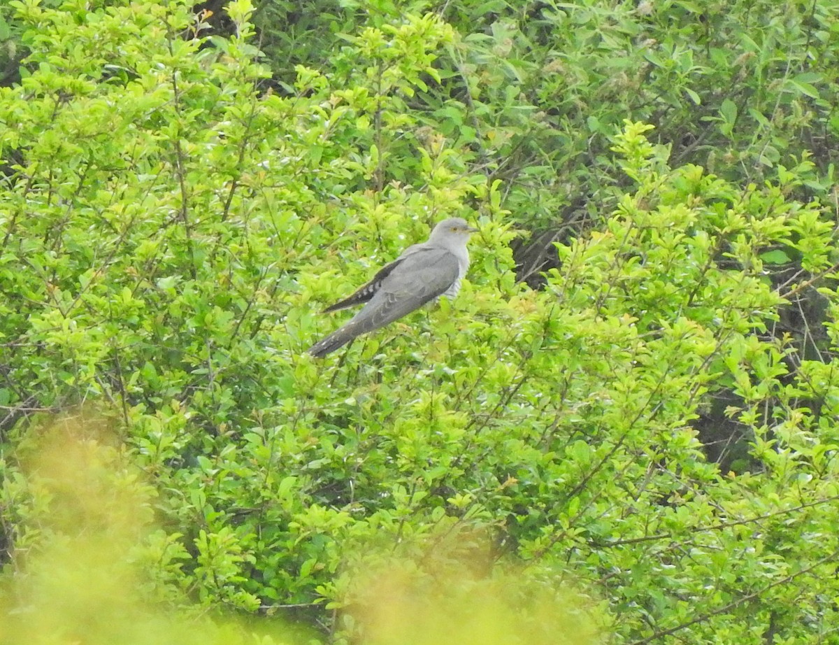 Common Cuckoo - ML620458612