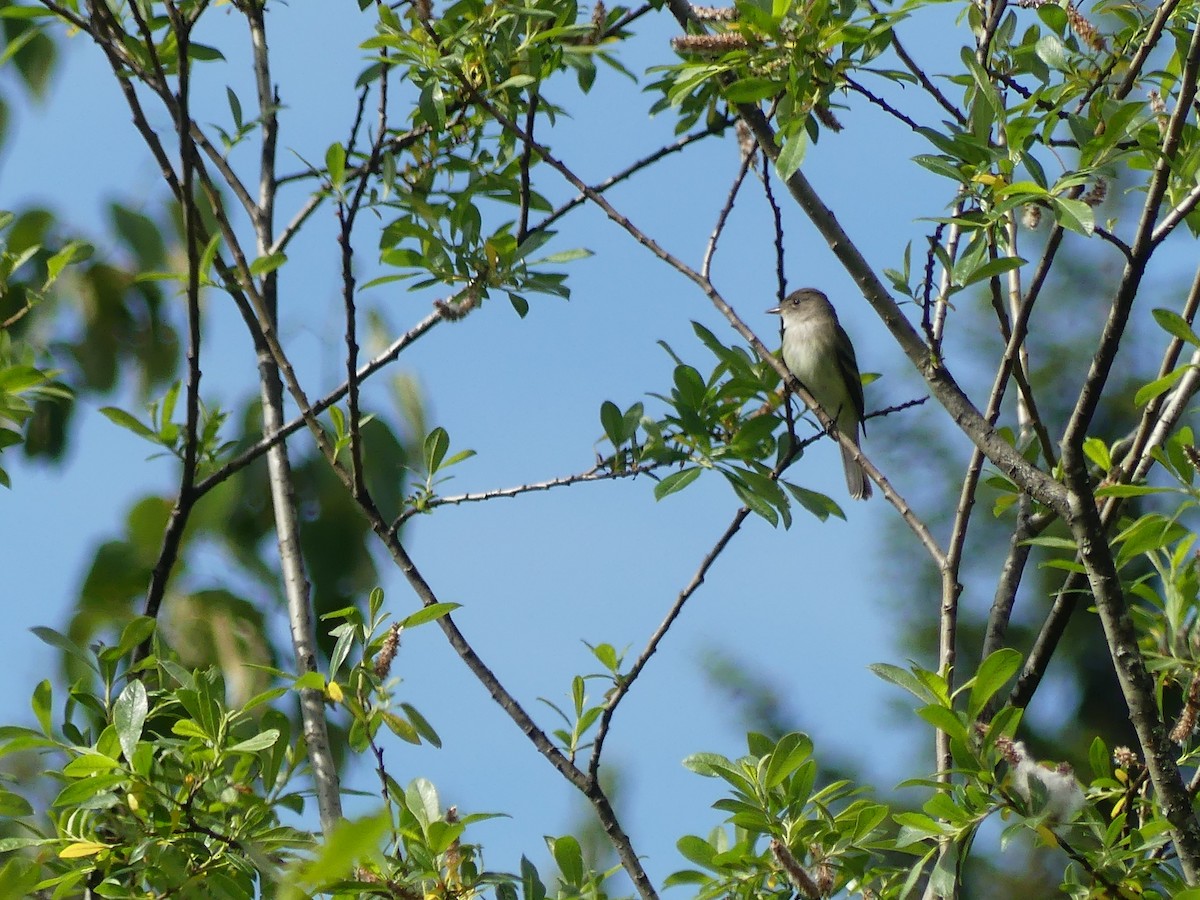 Willow Flycatcher - ML620458616