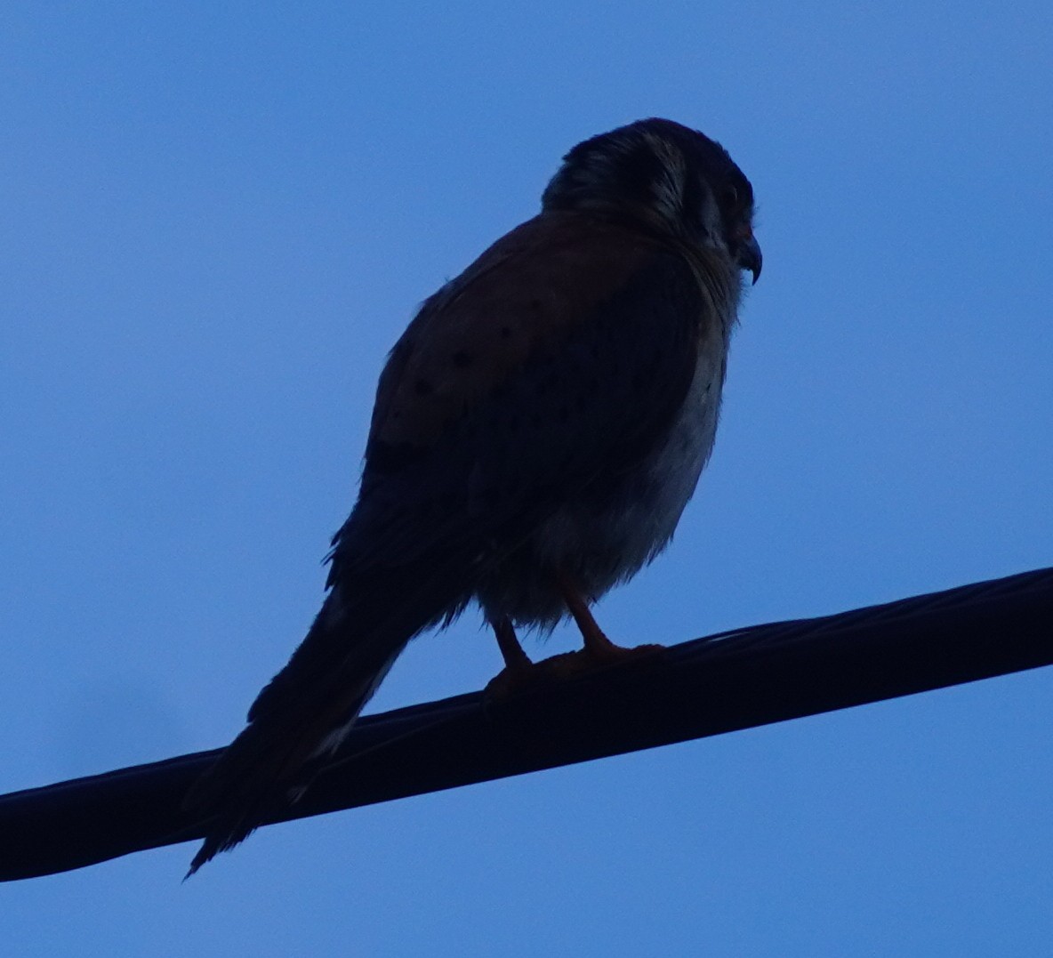 American Kestrel - ML620458618