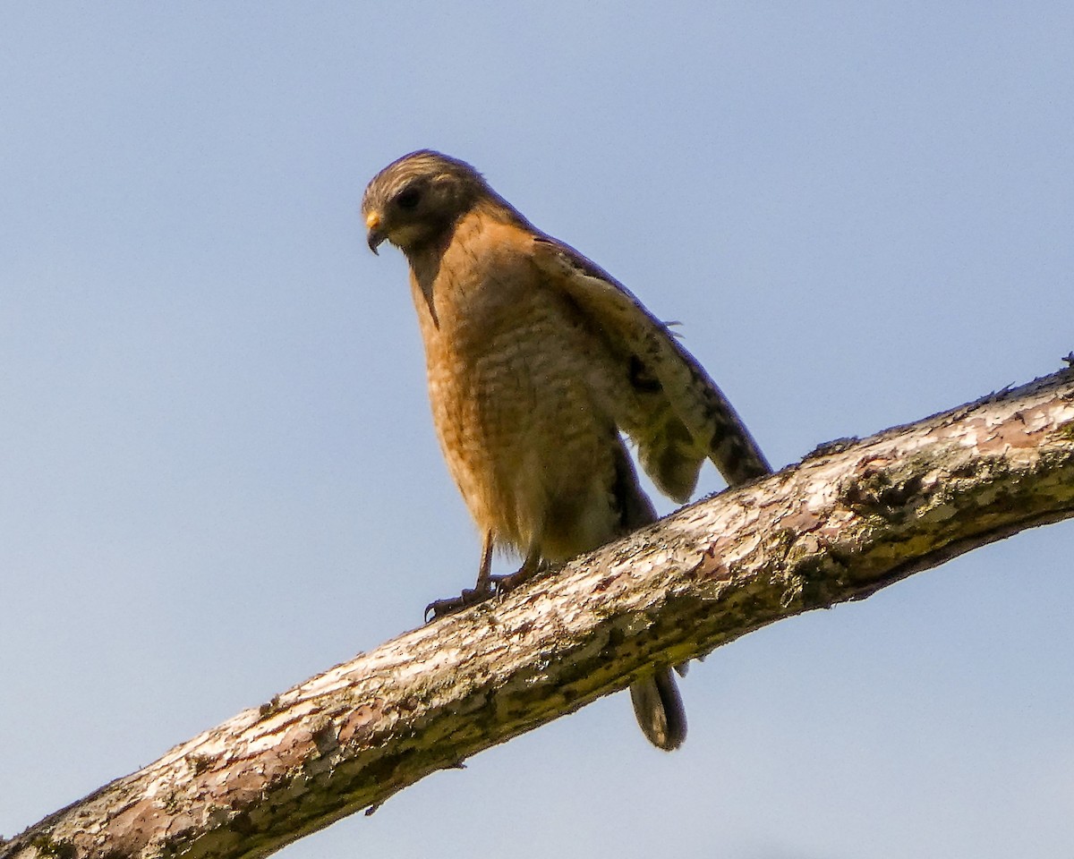 Red-shouldered Hawk - Kathy L. Mock