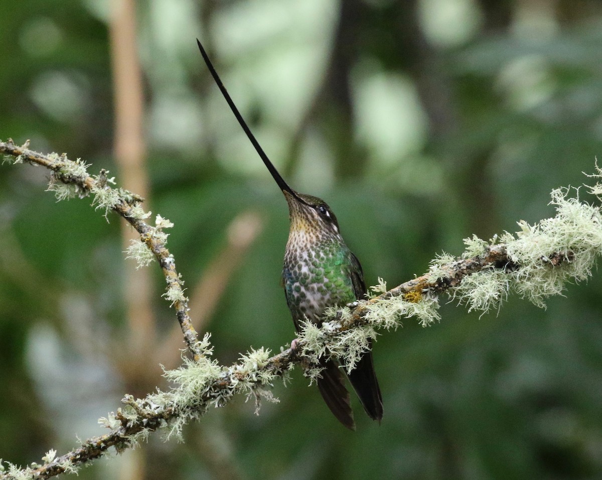 Sword-billed Hummingbird - ML620458626