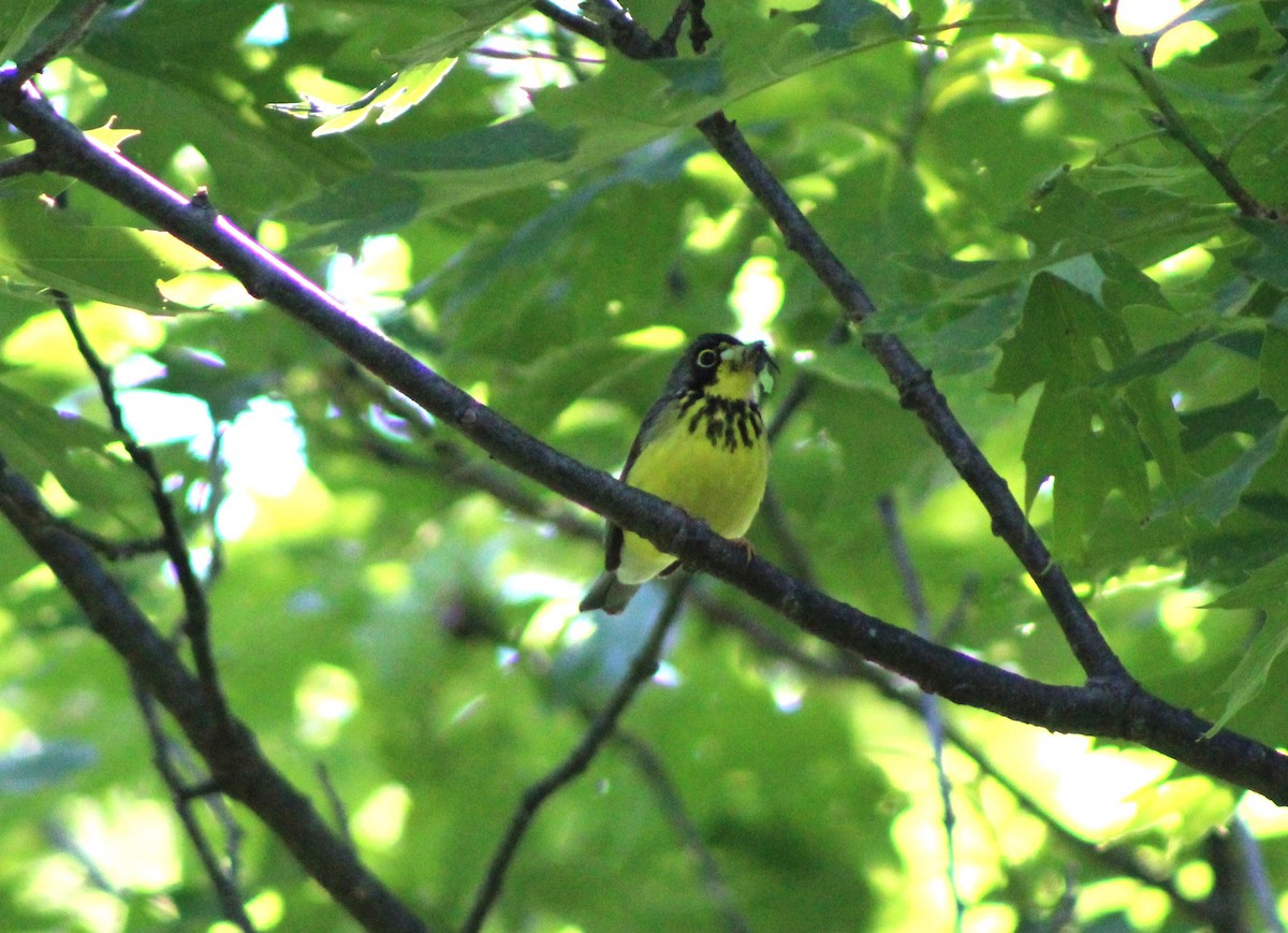 Canada Warbler - ML620458628